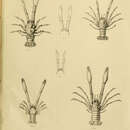 Image of Munidopsis iridis Alcock & Anderson 1899