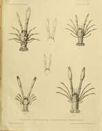 Plancia ëd Munidopsis iridis Alcock & Anderson 1899
