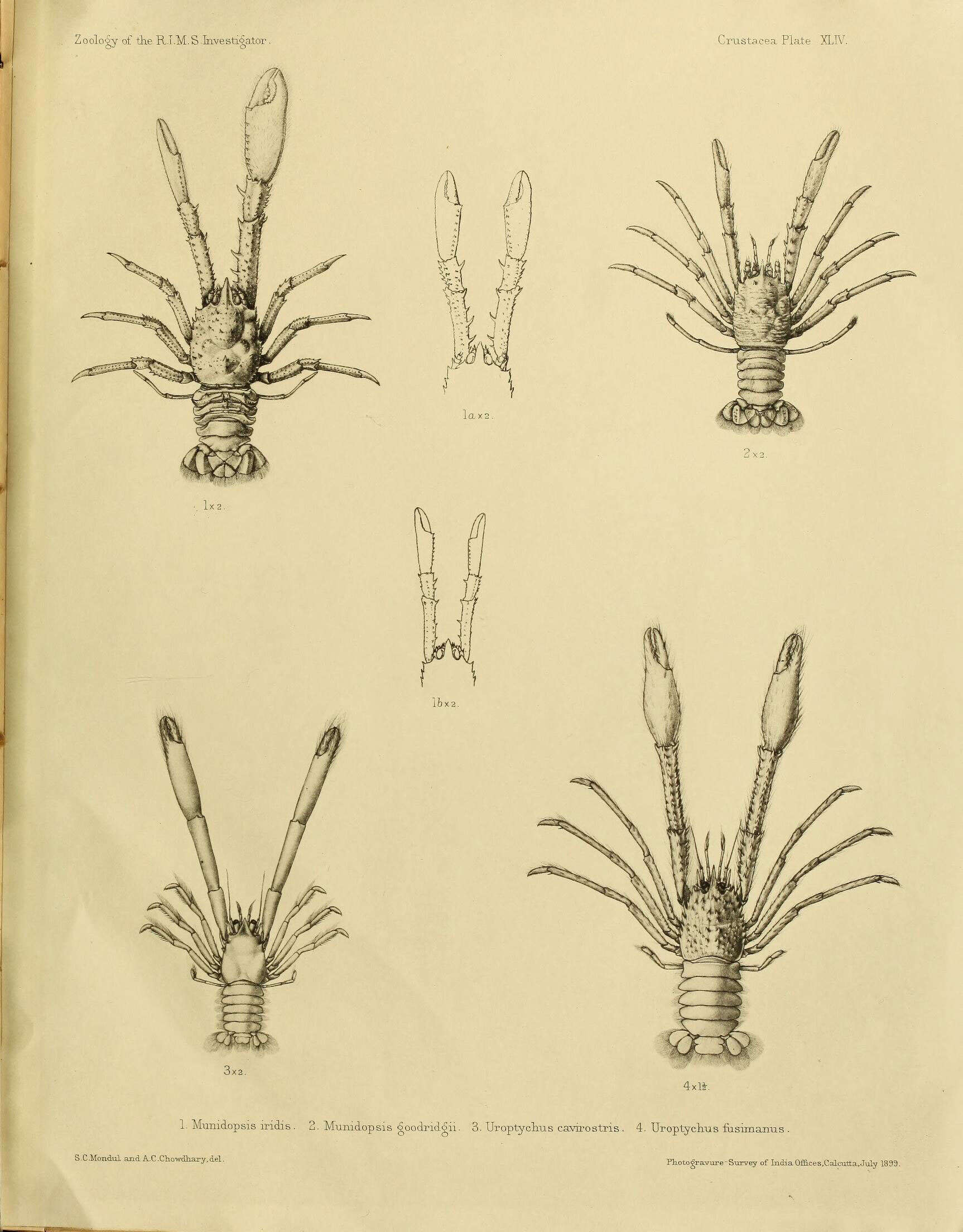 Image of Munidopsis iridis Alcock & Anderson 1899