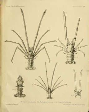 Image of Sternostylus investigatoris (Alcock & Anderson 1899)
