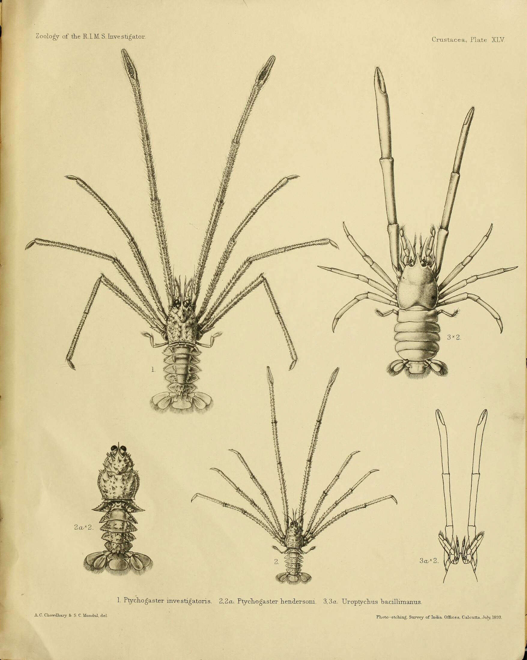 Image of Sternostylus investigatoris (Alcock & Anderson 1899)