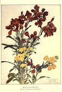 Image of wallflower