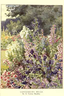 Image of Canterbury Bells