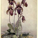 Sivun Paphiopedilum superbiens (Rchb. fil.) Stein kuva