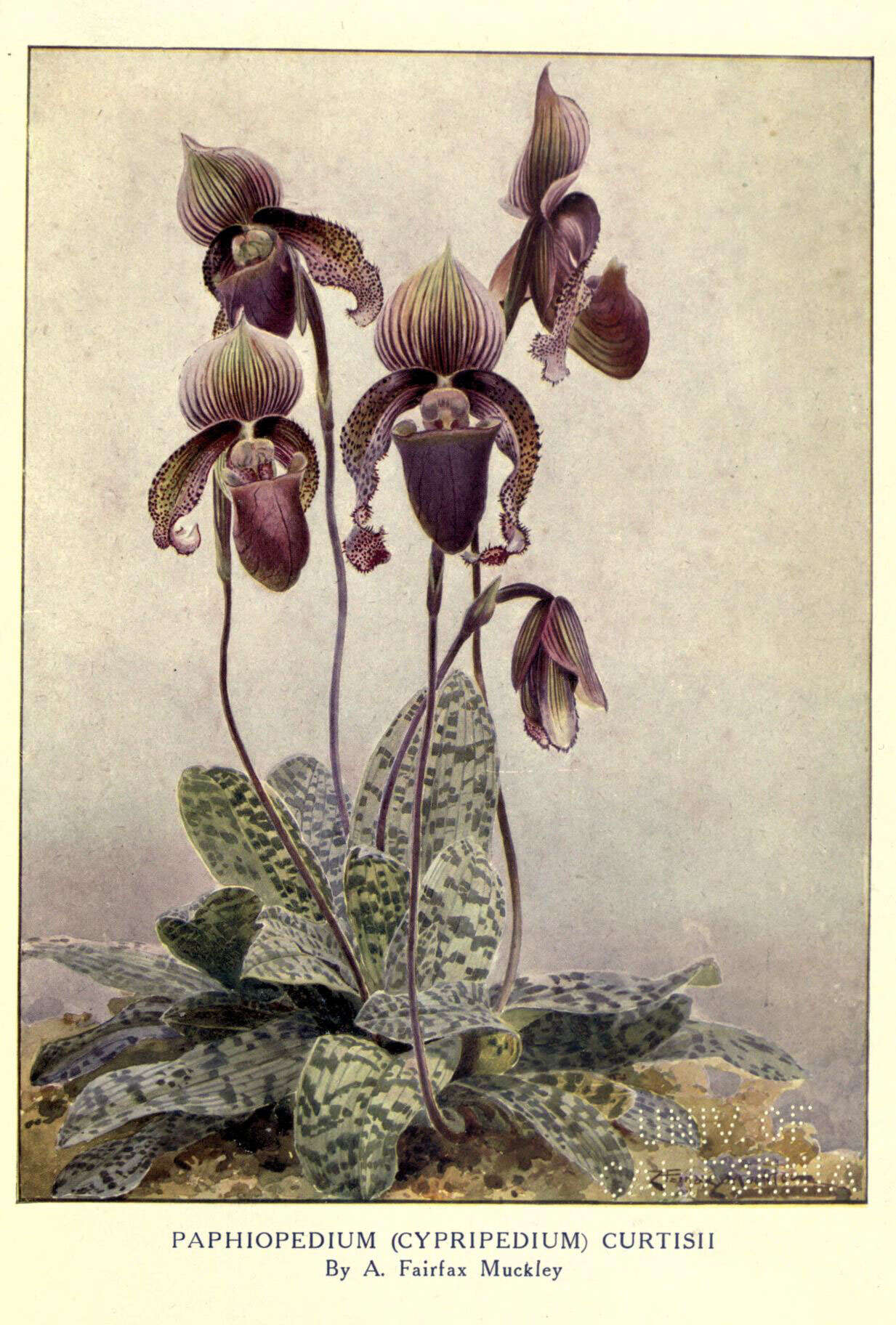 Image de Paphiopedilum superbiens (Rchb. fil.) Stein