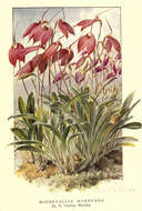 Image de Masdevallia coccinea Linden ex Lindl.