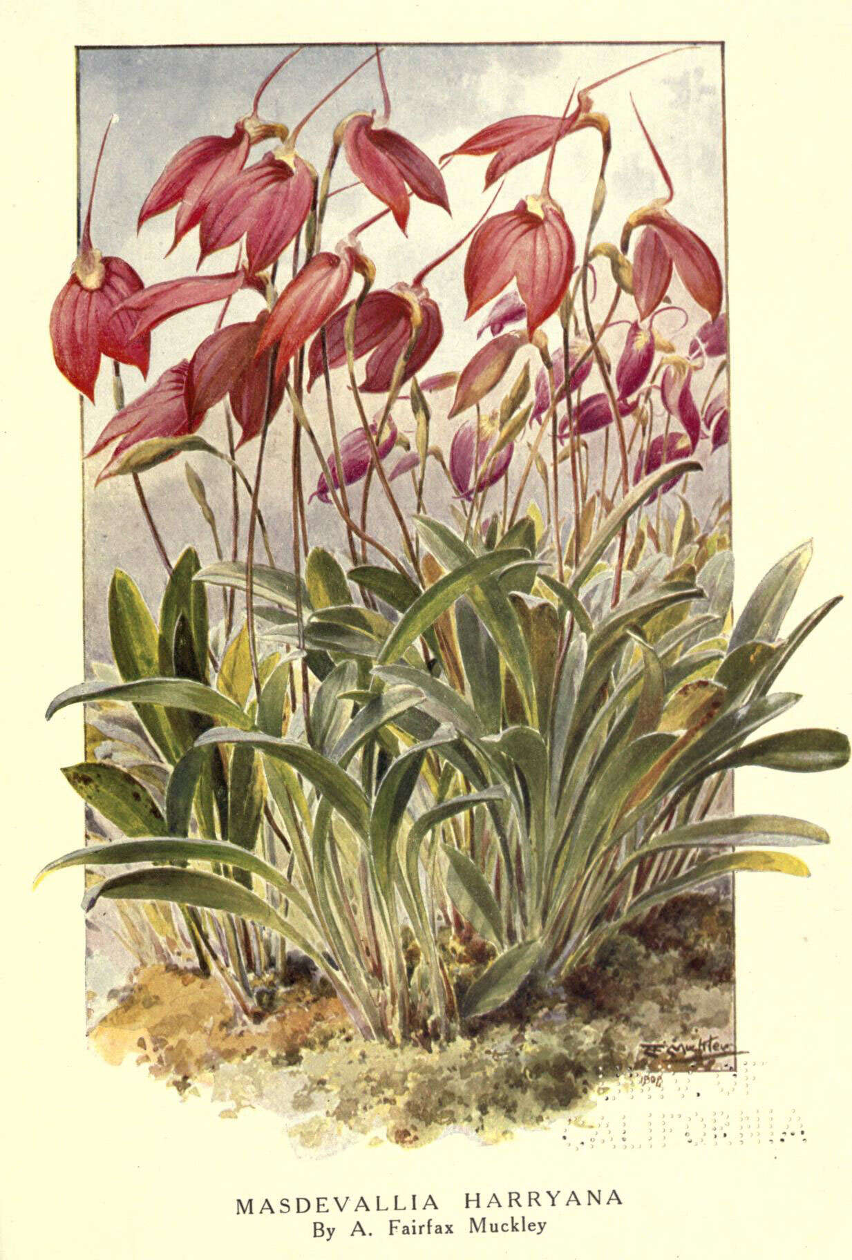 Image of Masdevallia coccinea Linden ex Lindl.