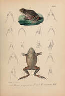 Bayağı kurbağa resmi