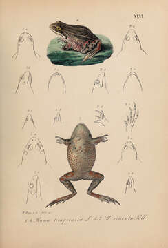 Image of Common frog