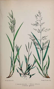 Image of Cut-grass