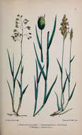 Image of Northern Sweet Vernal Grass