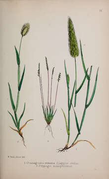 Image of Calamagrostis minima (Pilg.) Tovar