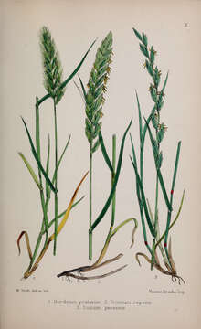 Image of meadow barley