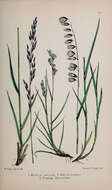 Image of Purple Moor Grass