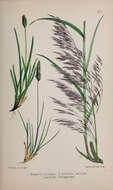 Image of June grass