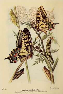 Image of Old World Swallowtail