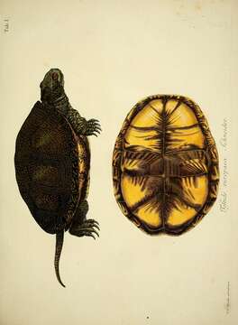 Image of European Pond Turtle