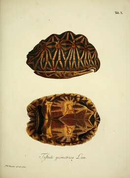 Image of Geometric Tortoise