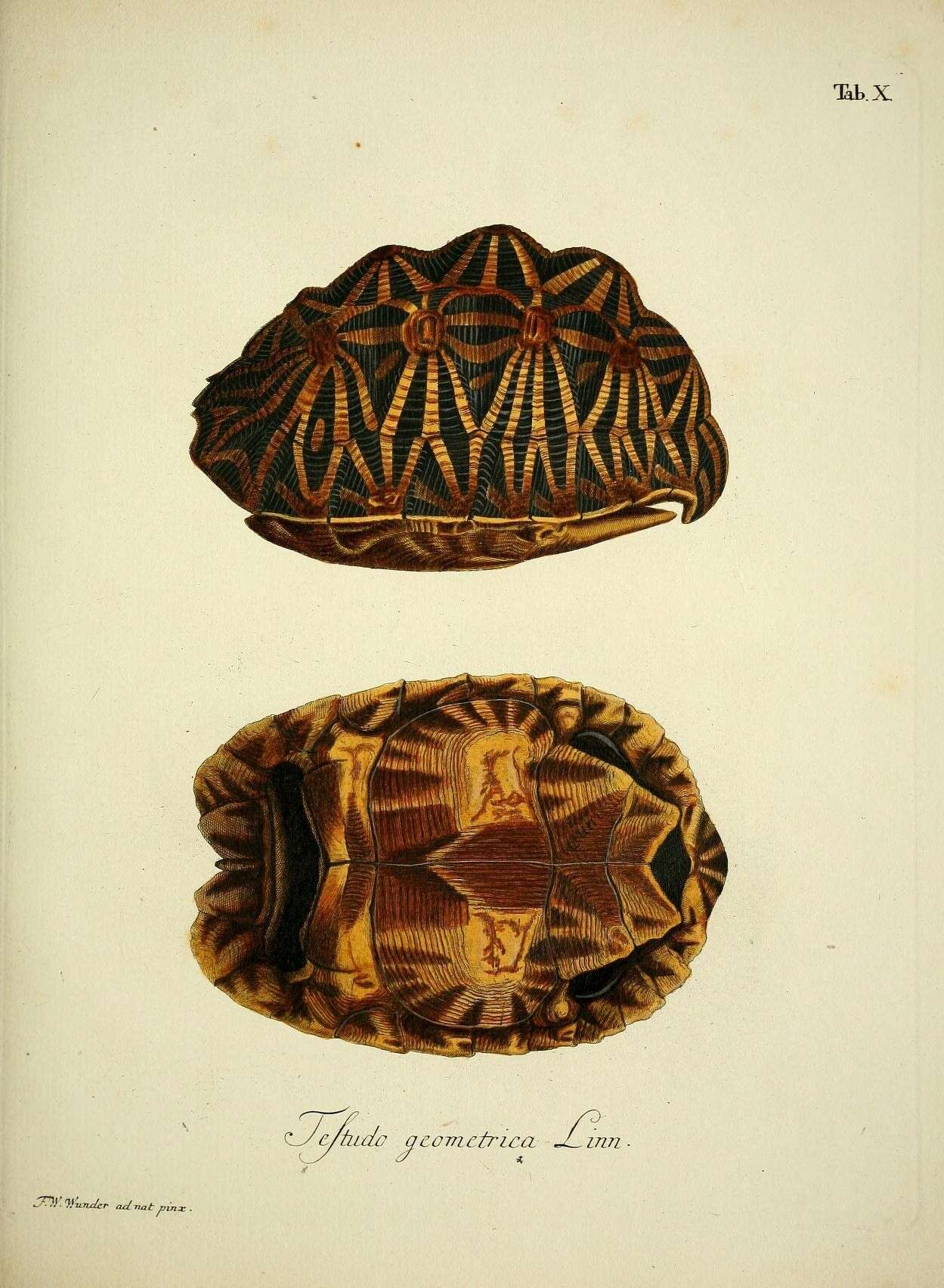 Слика од Psammobates geometricus (Linnaeus 1758)