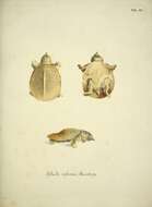 Sivun Pelodiscus Fitzinger 1835 kuva