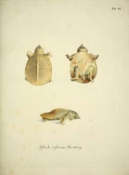 Image of Pelodiscus Fitzinger 1835