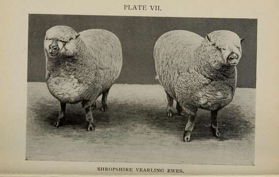 Image of Domestic Sheep