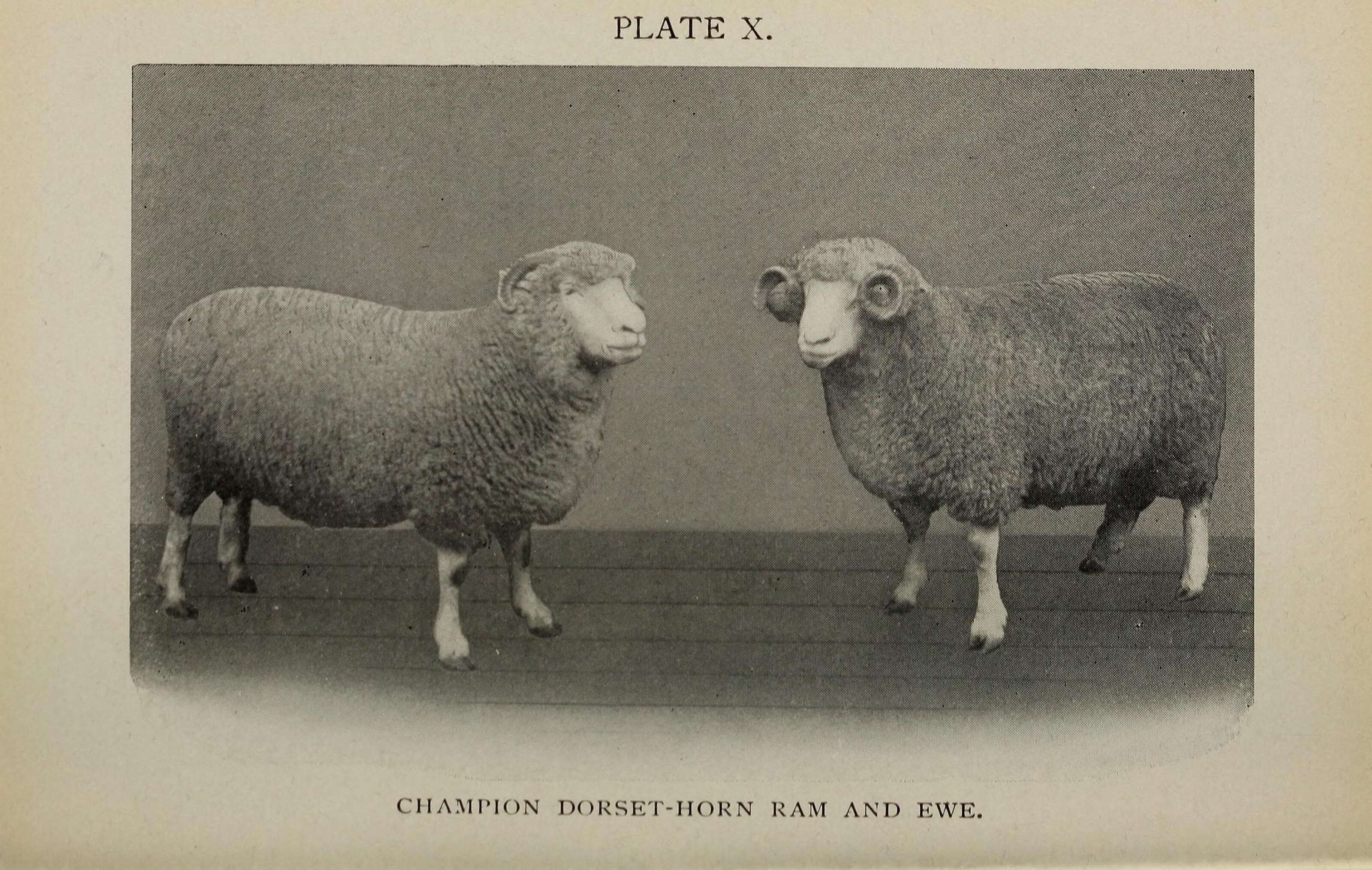 Image of Domestic Sheep