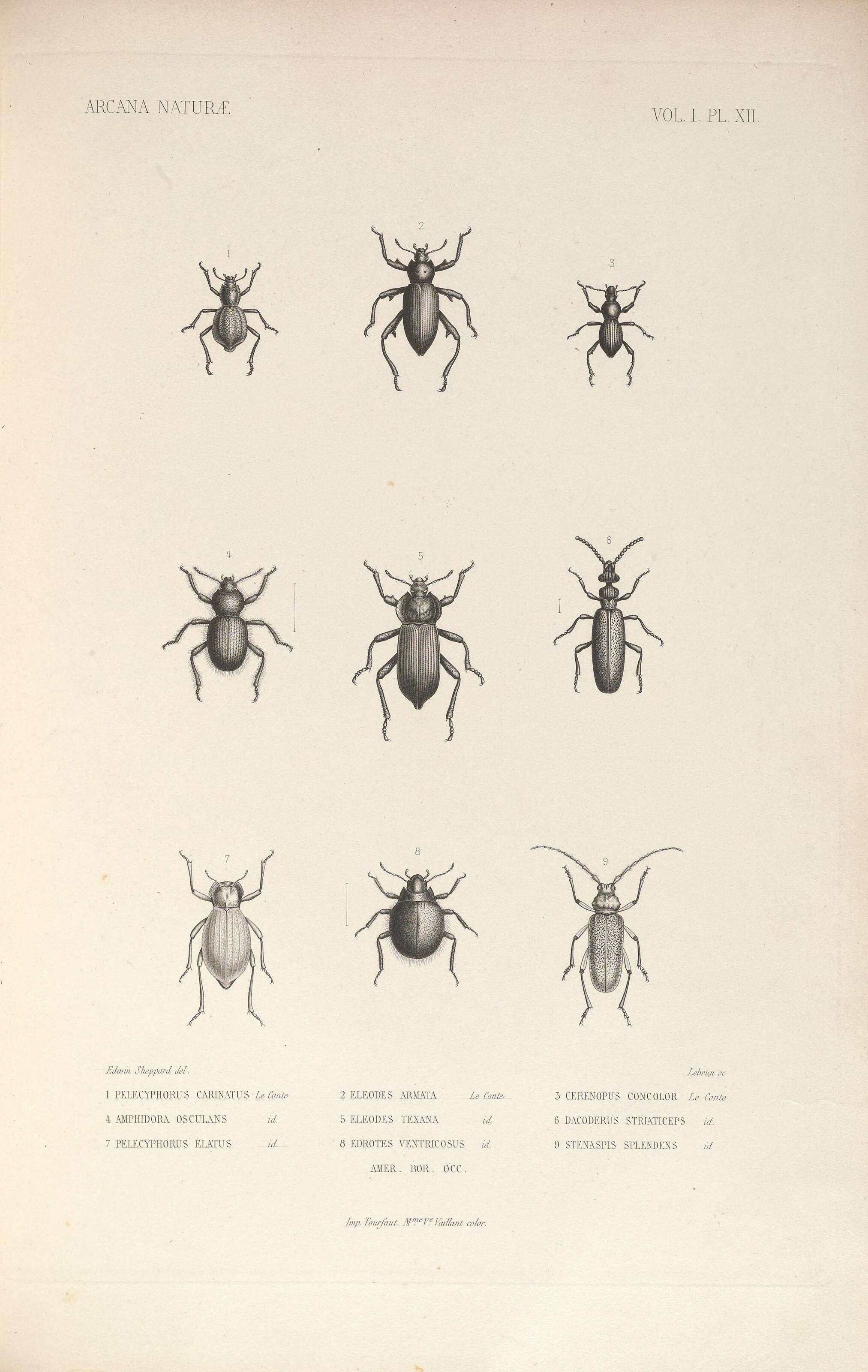 Sivun Eleodes (Eleodes) armata Le Conte 1851 kuva