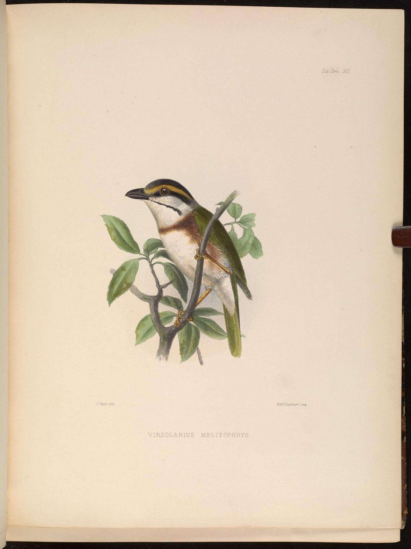 Image of Chestnut-sided Shrike-Vireo