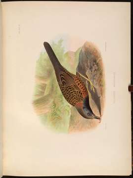 Image of Phaenostictus Ridgway 1909