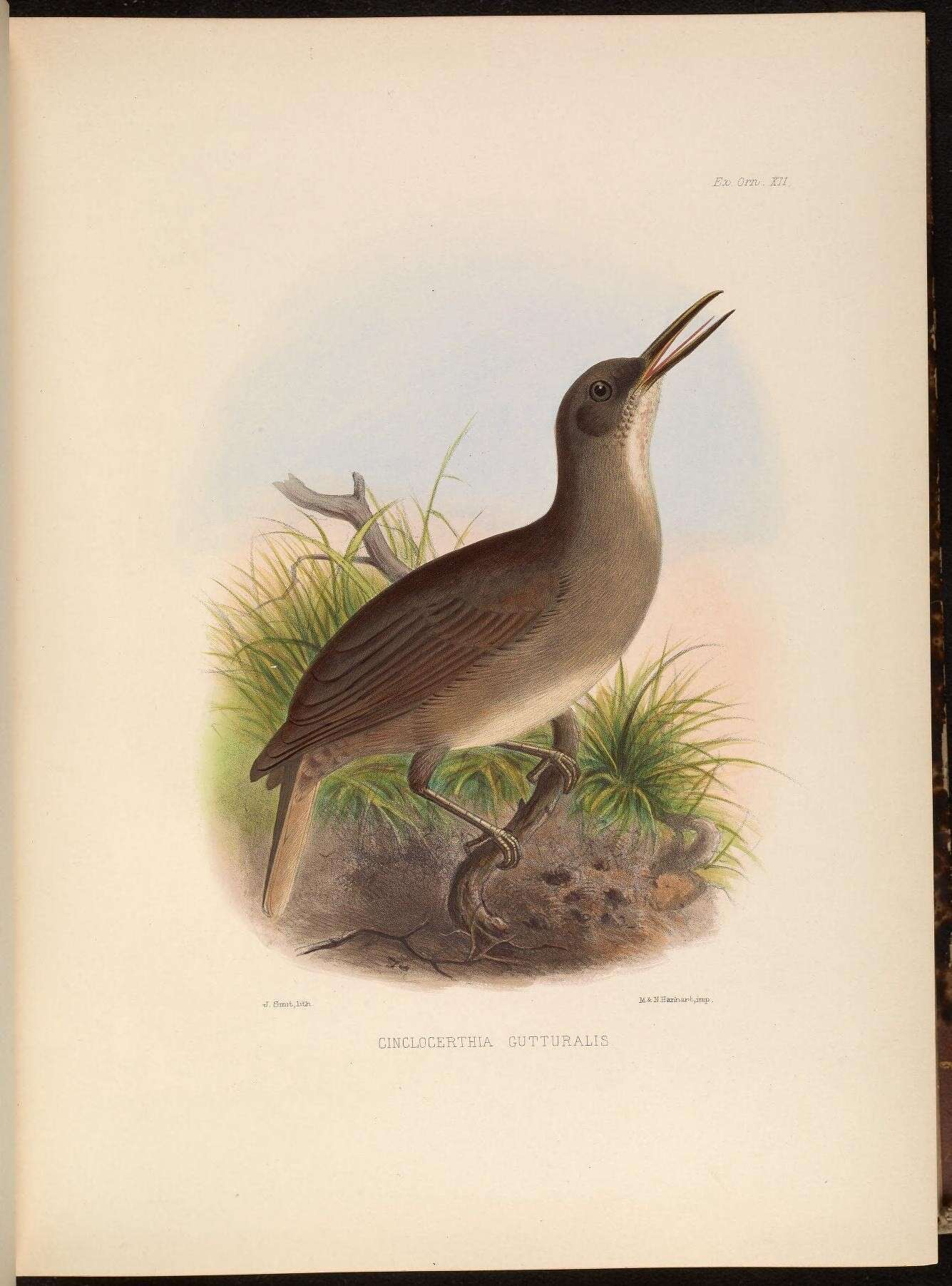 Image of Gray Trembler