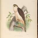 Слика од Accipiter chionogaster (Kaup 1852)
