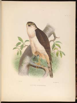 Sivun Accipiter chionogaster (Kaup 1852) kuva
