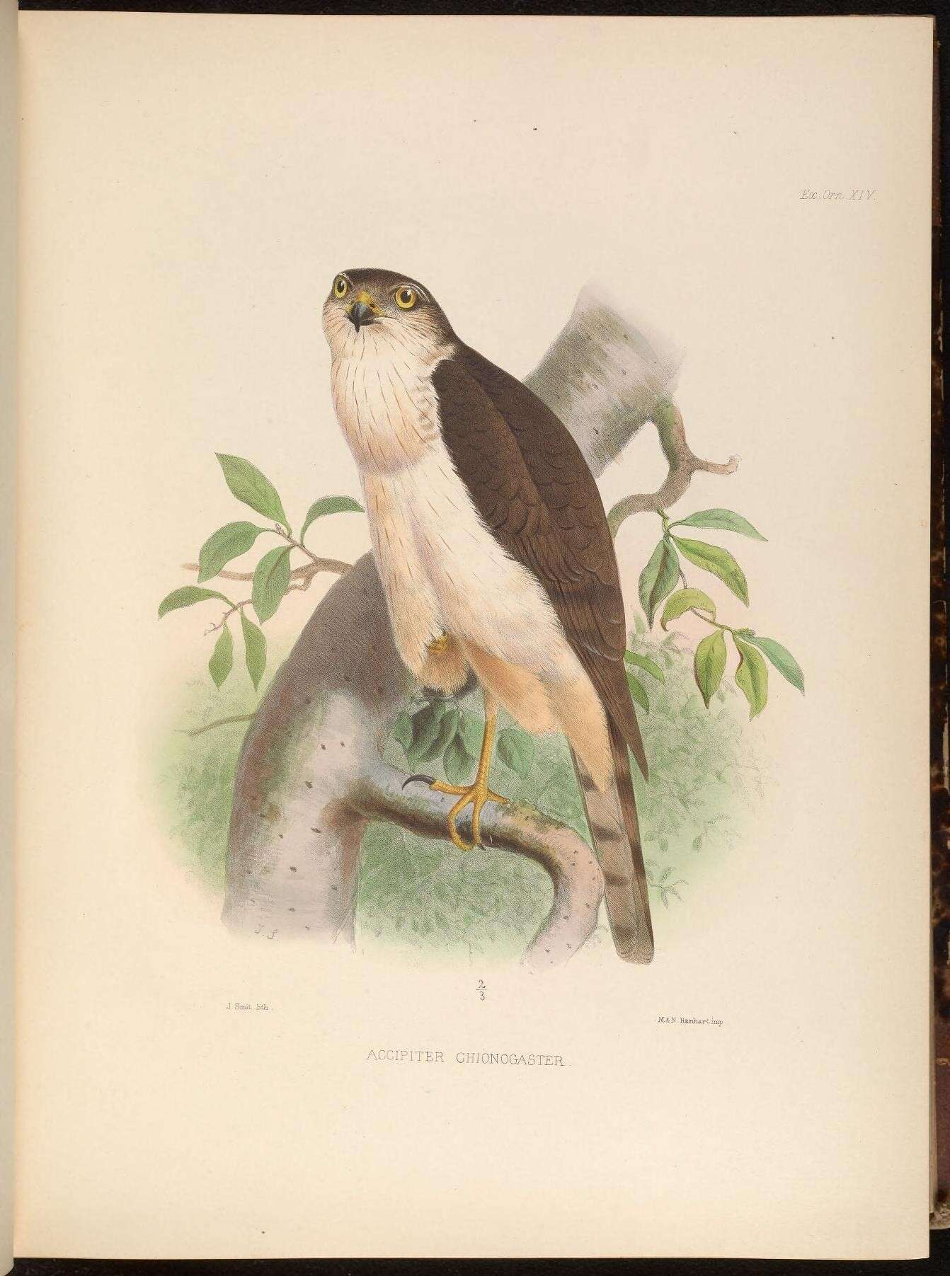 Image of White-breasted Hawk