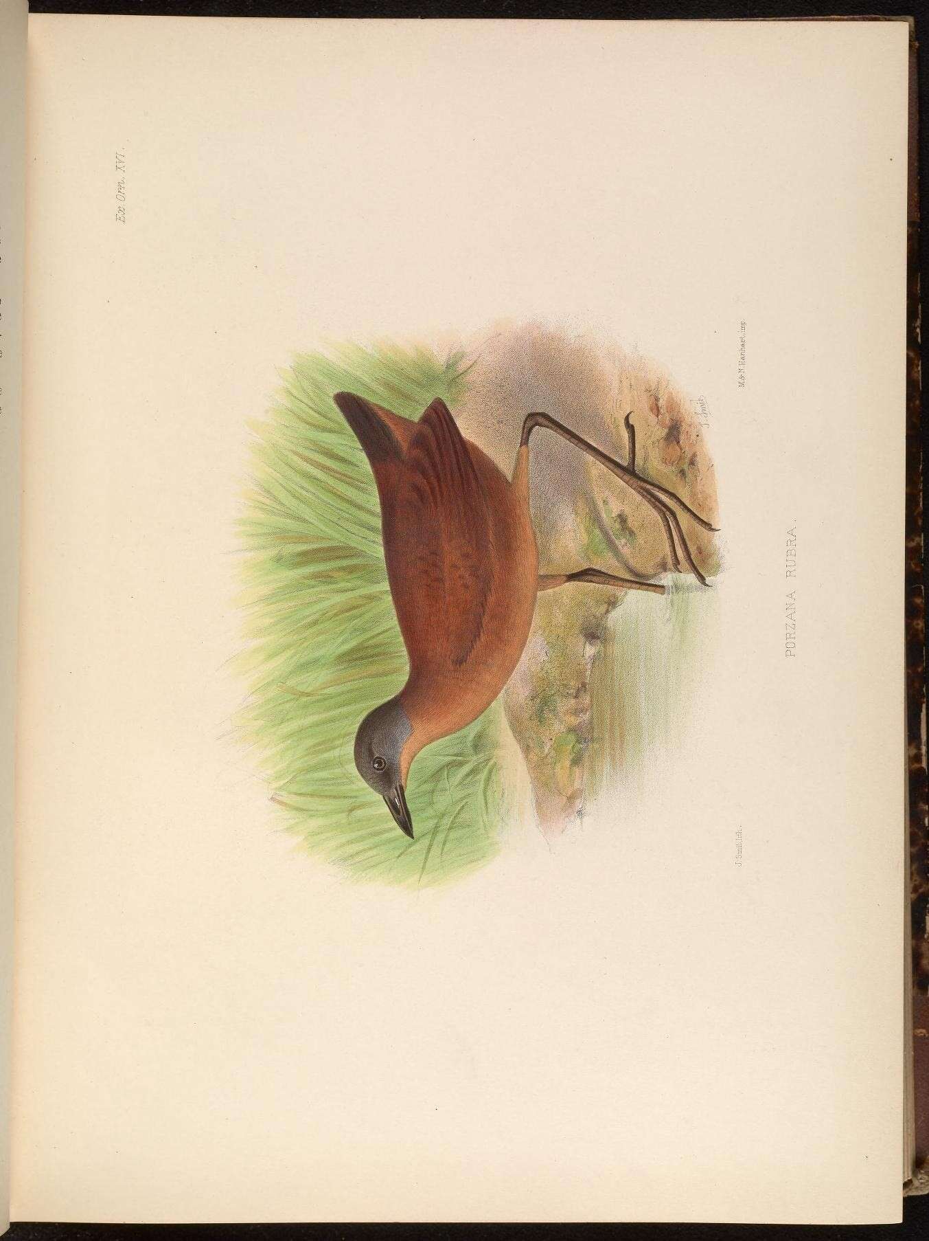 Image of Ruddy Crake