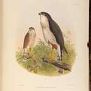 Sivun Accipiter erythronemius (Kaup 1850) kuva