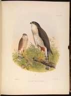 Sivun Accipiter erythronemius (Kaup 1850) kuva