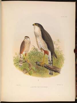 Imagem de Accipiter erythronemius (Kaup 1850)