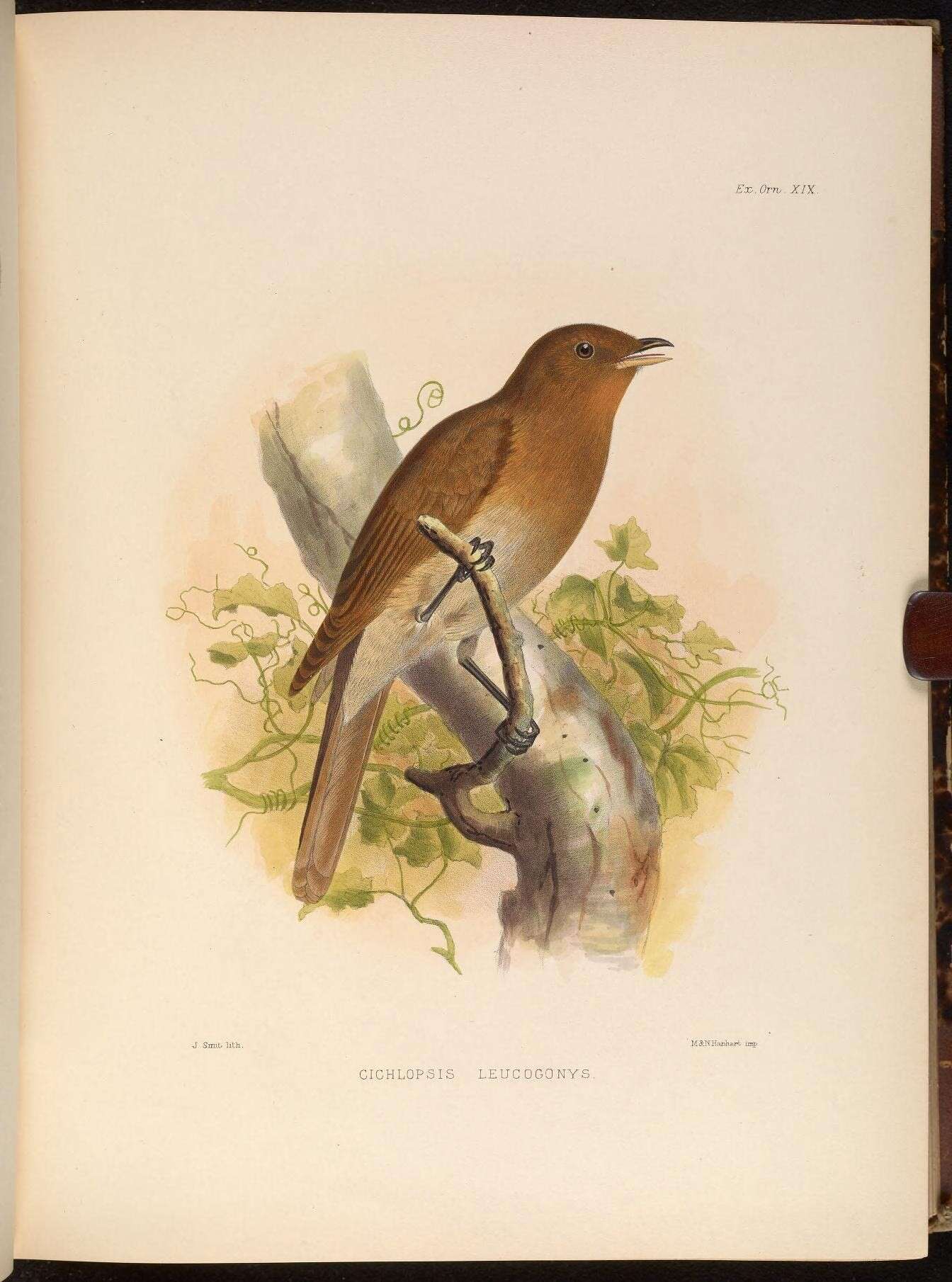 Sivun Cichlopsis Cabanis 1851 kuva