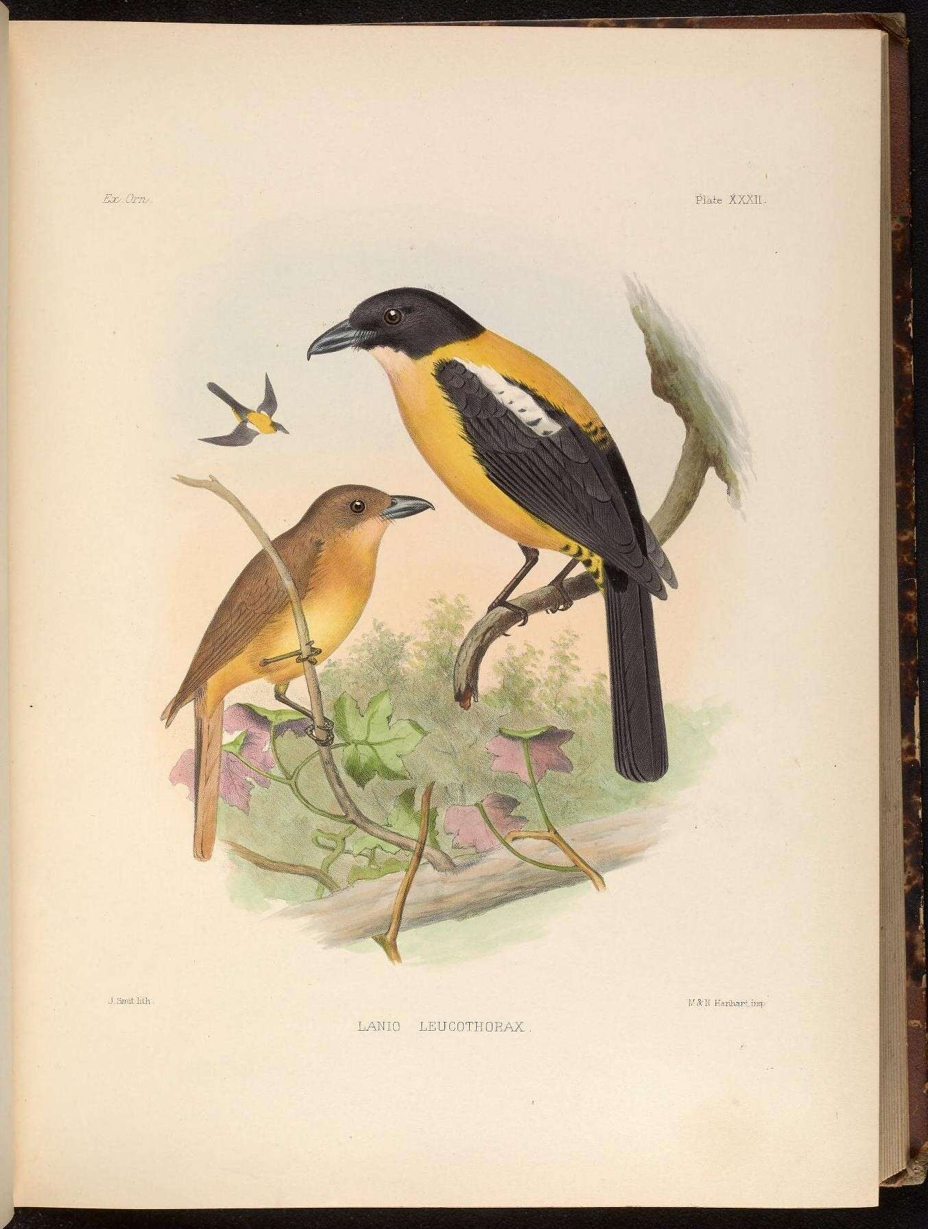 Image of White-throated Shrike-Tanager