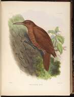 Image of Great Rufous Woodcreeper