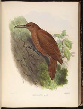 Image of Great Rufous Woodcreeper