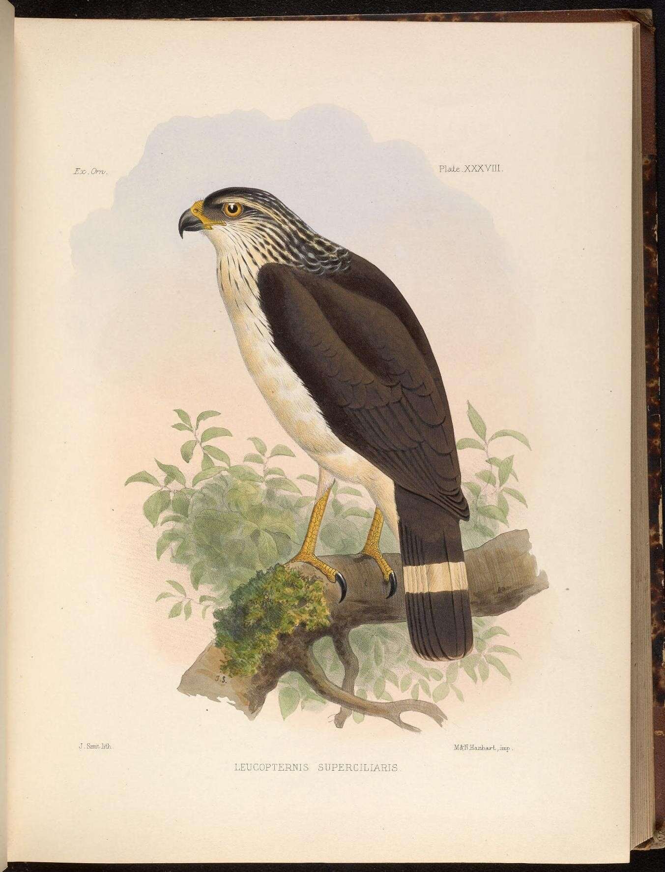 Image of White-browed Hawk