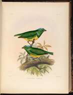 Image of Blue-crowned Chlorophonia