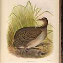 Image of Tinamus major robustus Sclater, PL & Salvin 1868