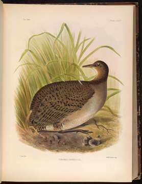 Imagem de Tinamus major robustus Sclater, PL & Salvin 1868