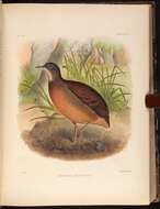 Image of Little Tinamou