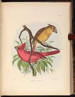 Слика од Cardinalis phoeniceus Bonaparte 1838