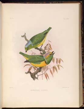 Plancia ëd Chlorophonia callophrys (Cabanis 1861)