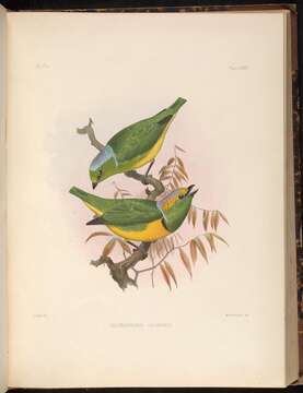 Chlorophonia callophrys (Cabanis 1861) resmi